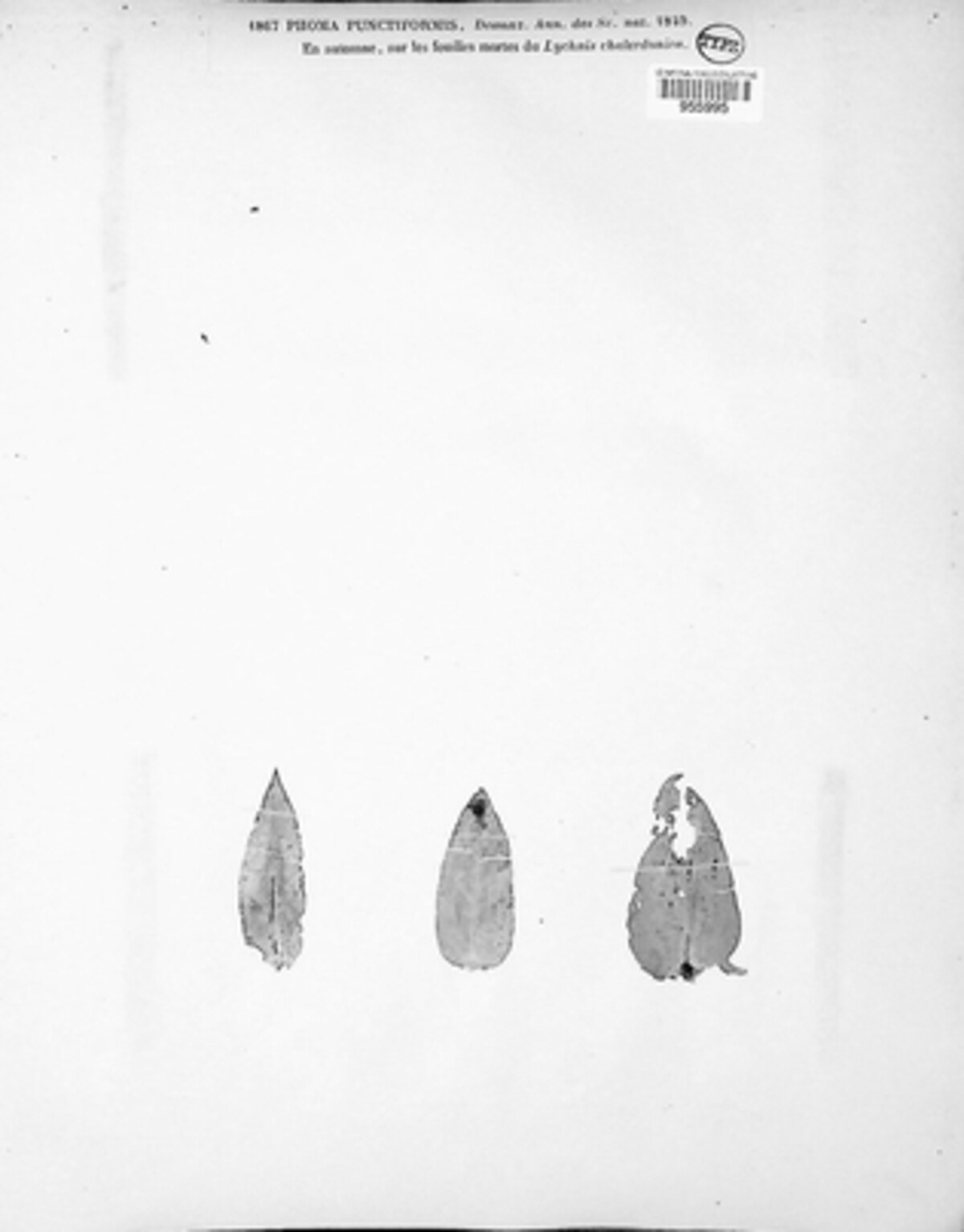 Sclerophoma punctiformis image